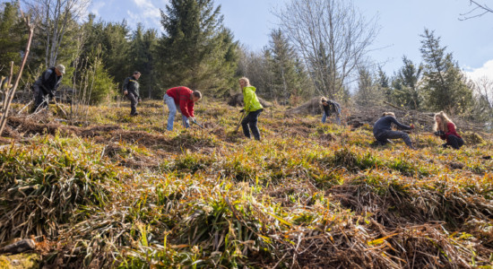 Sieben Personen arbeiten auf einer Wiese am Waldrand